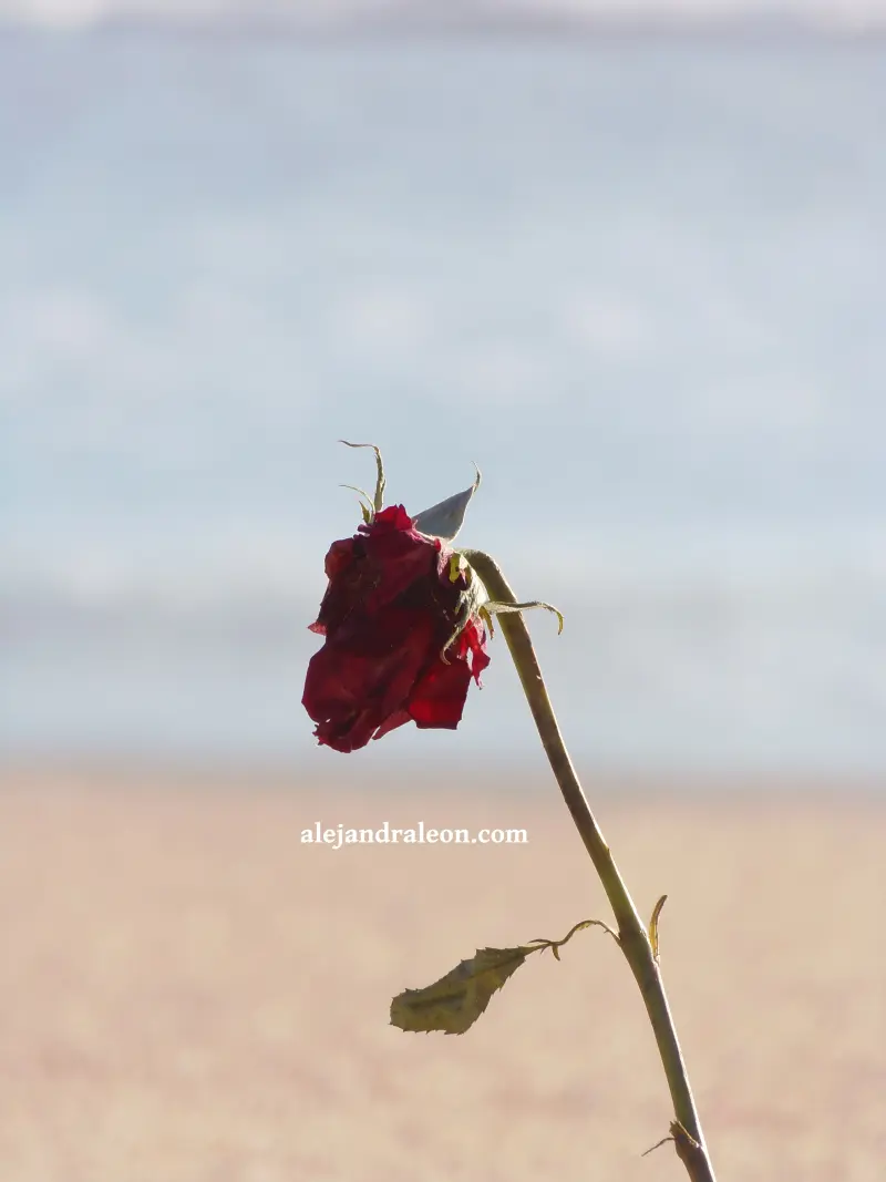 flor marchita trsiteza de mujer