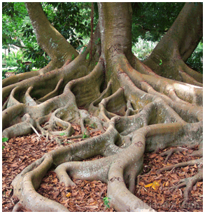 sanación del árbol familiar